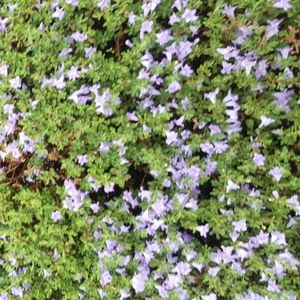 Meet your Posher, ļįļ ęmý